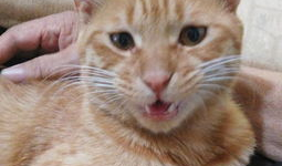 狸猫视频,揭秘萌宠日常，带你领略动物界的趣味瞬间